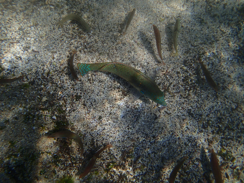 Galapagos fish