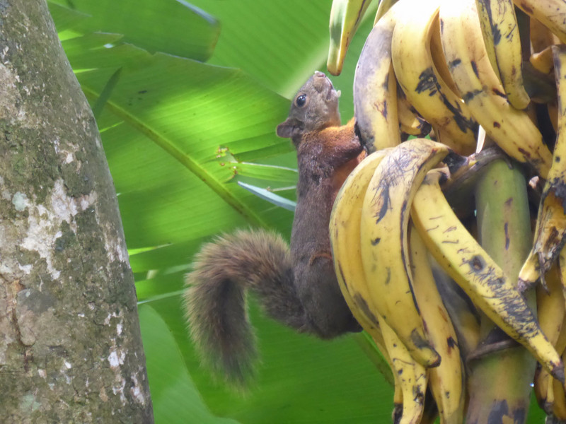 Squirrel munching bananas