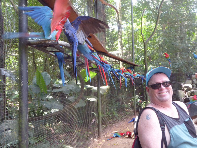 Macaws muchu