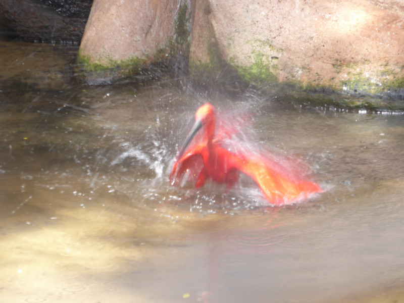 Scarlet Ibis bathing