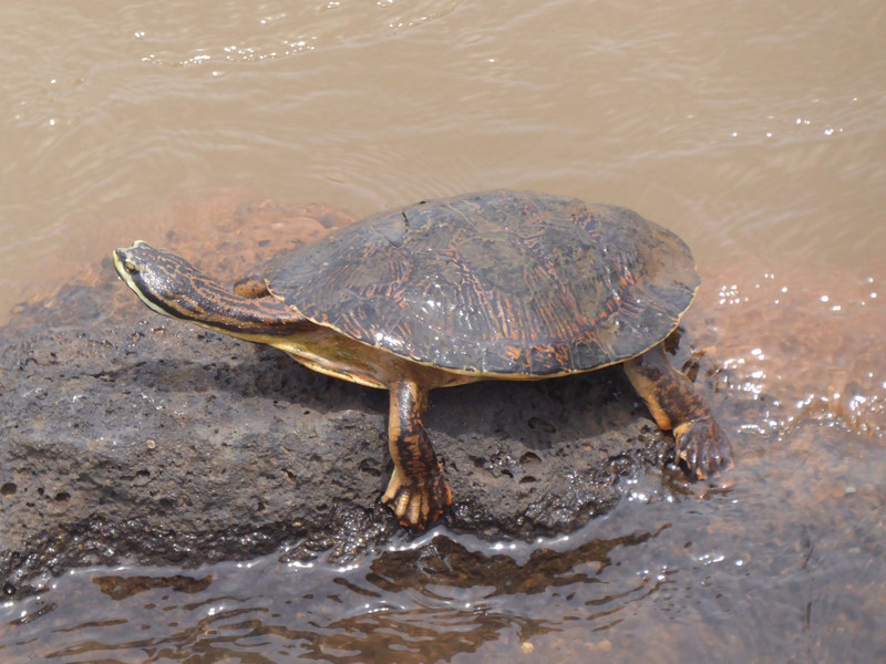 Argentine snake-necked turtle 
