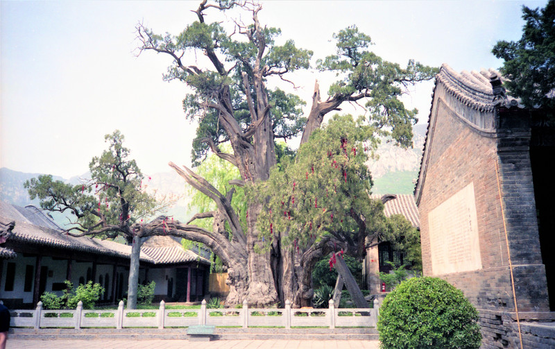 Ancient tree sporned from the original tree of enlightenment