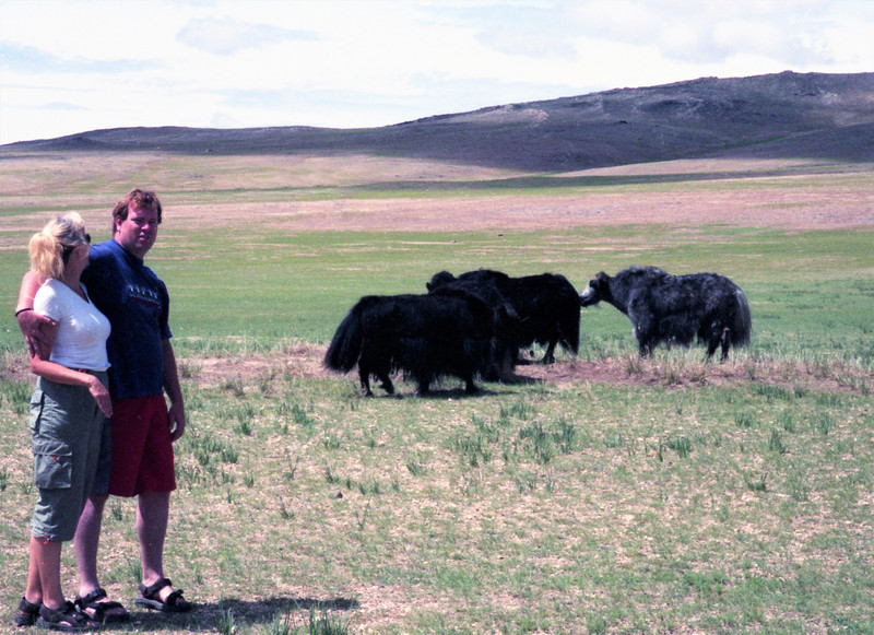 The small Mongolian yak