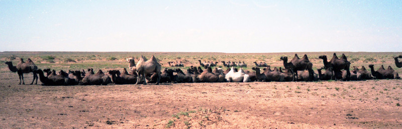 Camels resting 