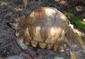 The worlds rarest Tortoise