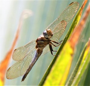A dragon fly