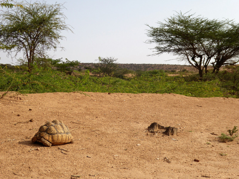 Thee tortoises pop up all over the place