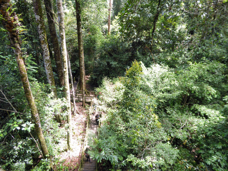 Thick tropical forest