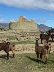 even the alpacas find the ancient inca ruins fancinating