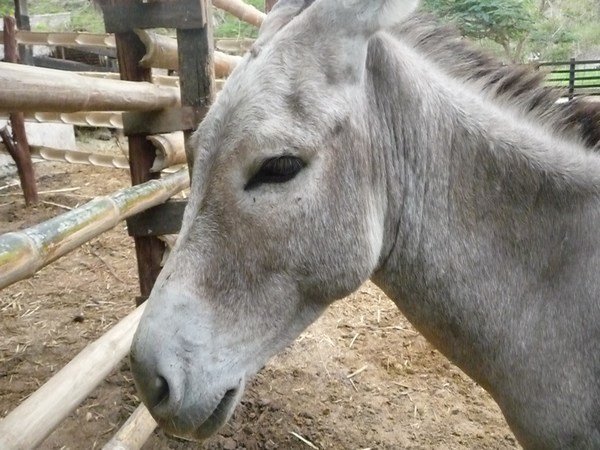 we love donkey!