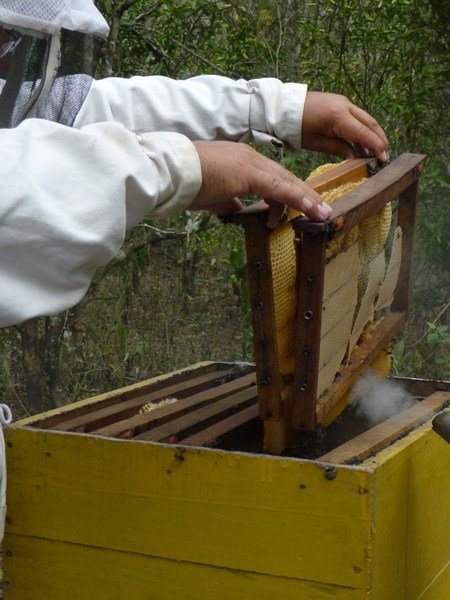 the bee man shows us how to harvest...