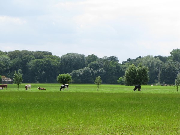Rural Netherlands