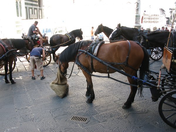 Horses on the square