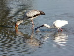 stork and spoonbill