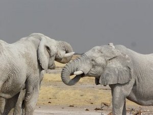 the original white elephants