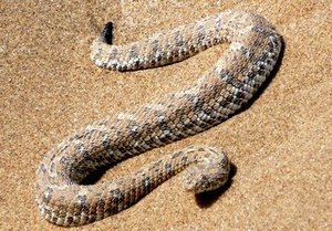 side-winder snake