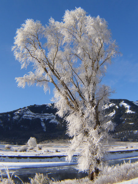 A very, very cold tree in Yellowstone!