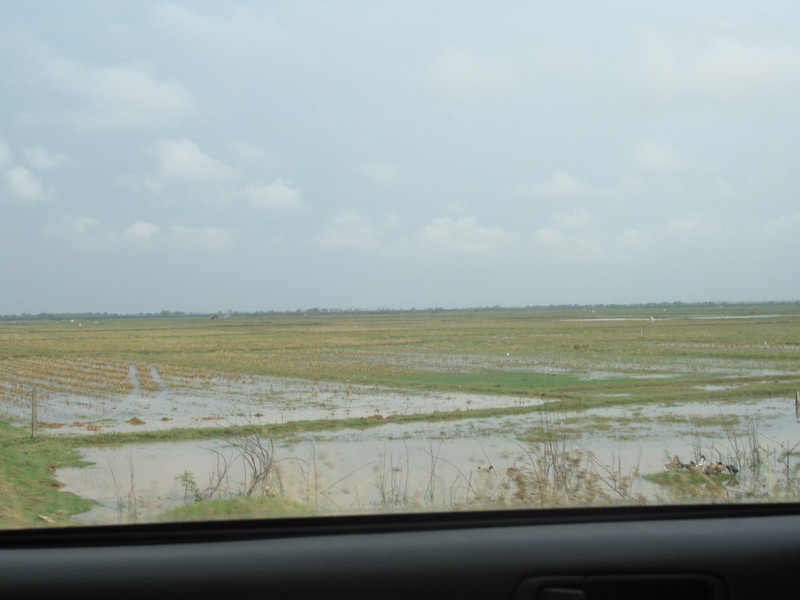 Rice fields on the way to Sen Monorom