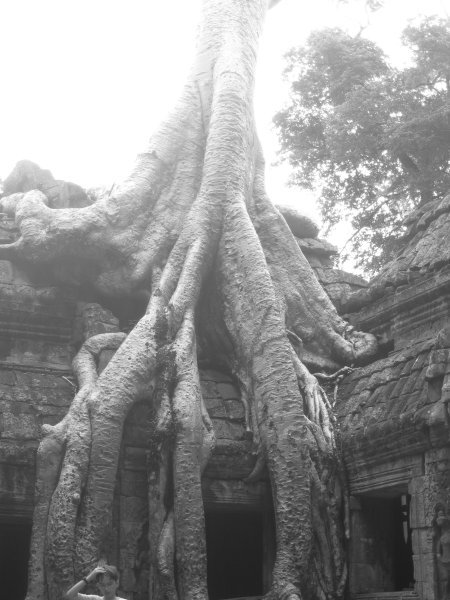 The roots of Ta Prohm