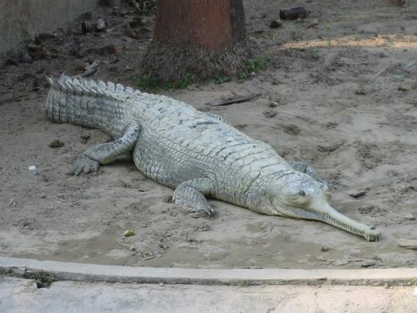 River Croc