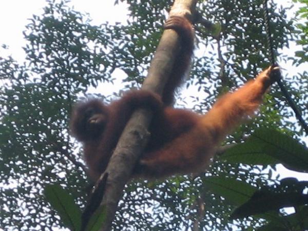 Orangutan 3
