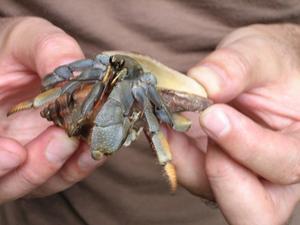 Hermit Crab2