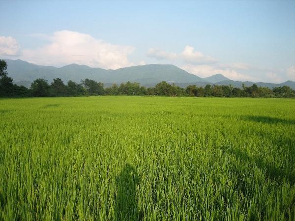 Vang Vieng rice field 3