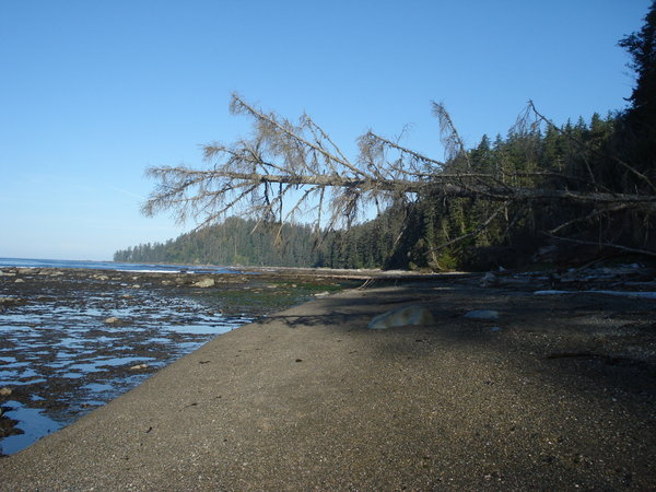 Pacific shoreline at low tide