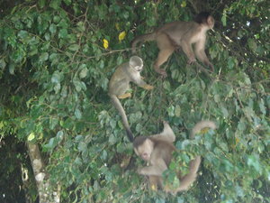 Monkeys in Coca
