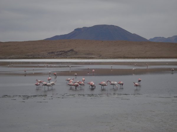 Flamingoes at Laguna Colorado