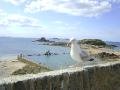 A Sentinel Seagull patrolling the ramparts of St. Malo on the coast of Brittany