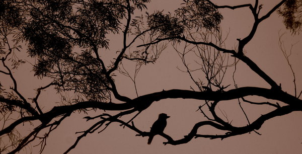 Awesome Kookaburra Pic