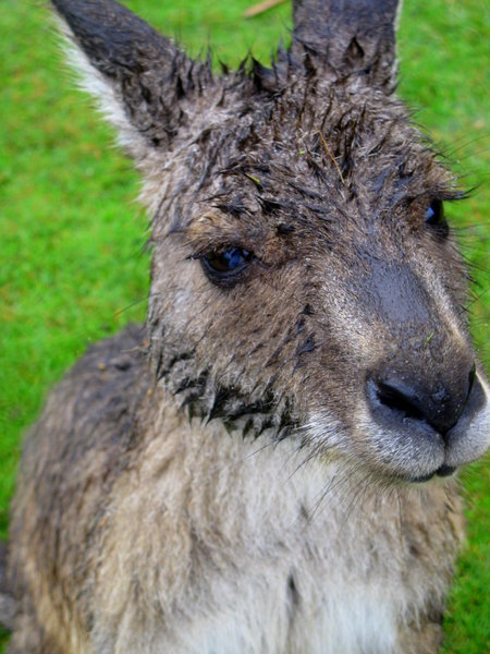 Rainy Kangaroo