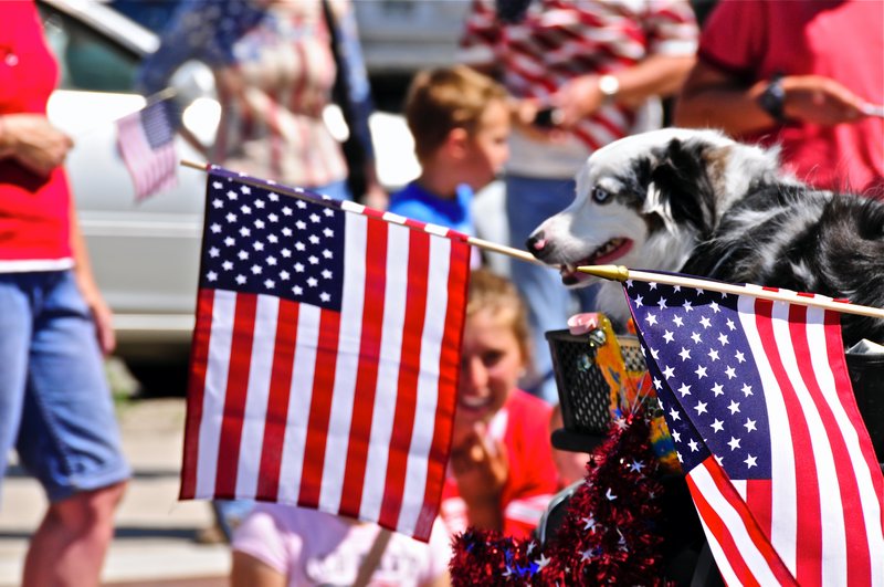 Patriotic Dog