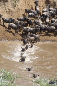 Maasai Mara Wildebeests Migration