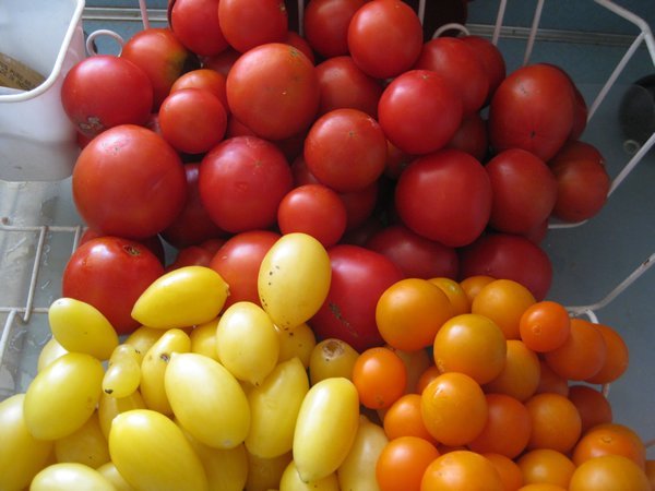 red orange and yellow sweet tomatoes