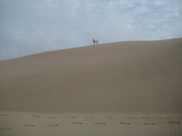 Atop the dune