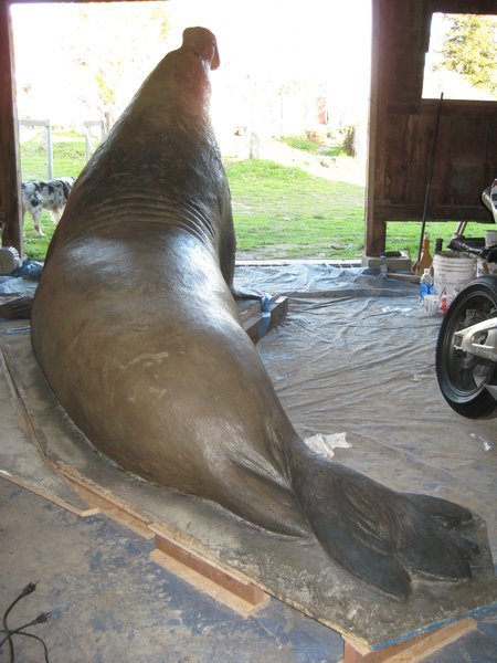 Completed Elephant Seal ready for installation at Point Reyes Visitor Center sculpture