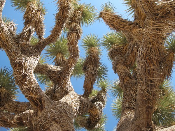 Joshua Tree