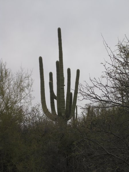 An Old Saguaro