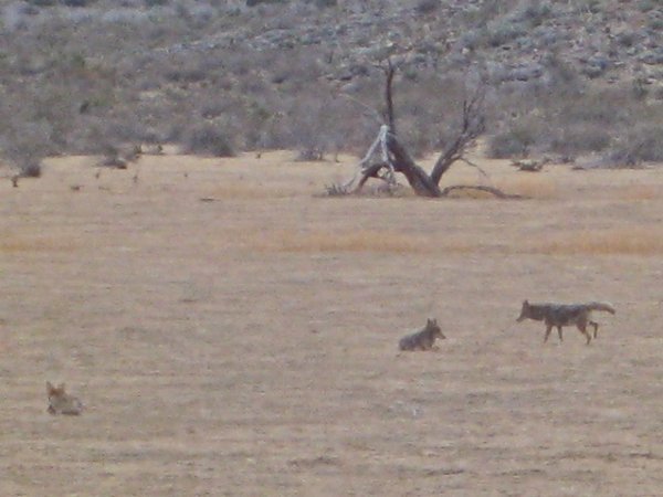 These are coyotes