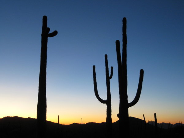 saguaro at sunset