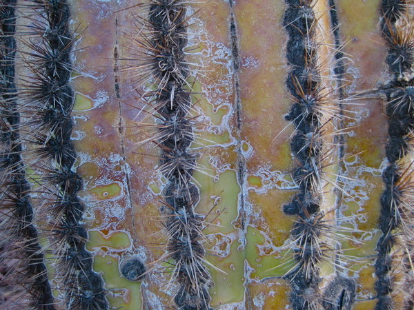 saguaro detail