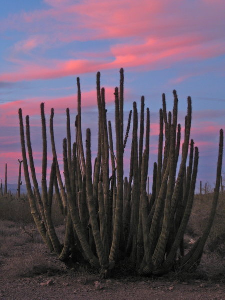 organ pipe cactus at sunset