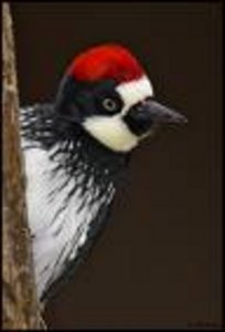acorn woodpecker of Water Canyon, southern Arizona and parts of California - but not the desert