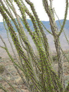 ocatillo feathered with new leaves