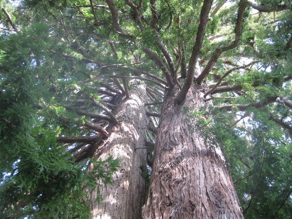 stately redwoods