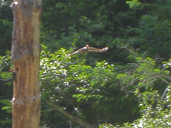 Pileated on the wing