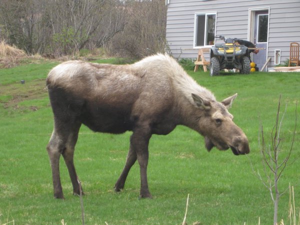 Moose Roaming Through the Neighborhood