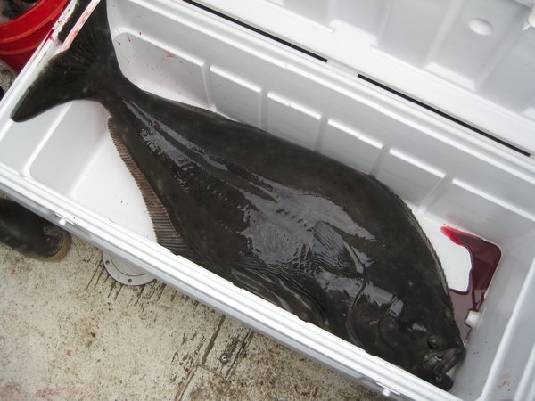 A 40 lb. Halibut in a Very Large Cooler